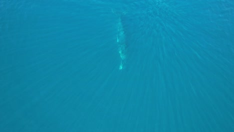 Buckelwal-Mit-Seinem-Baby-Schwimmt-Unter-Wasser-In-Queensland,-Australien