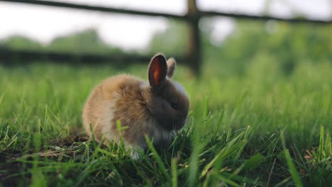 Kleines,-Süßes,-Flauschiges-Kaninchenbaby-Auf-Grünem-Gras-In-4K-Video
