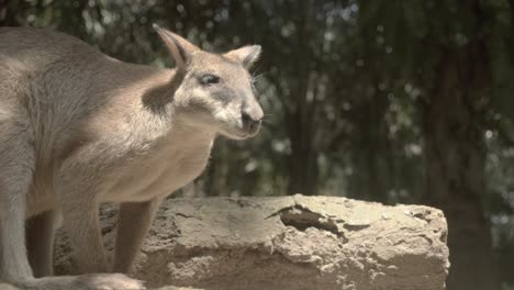 Erstaunliche-Aufnahme-Eines-Seltenen-Wallabys-In-Asien-Und-Australien