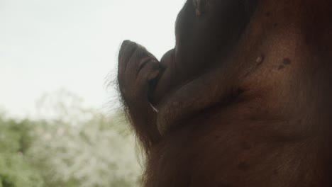 Naranja-Orangután-Comiendo-Un-Trozo-De-Mango-En-Un-árbol