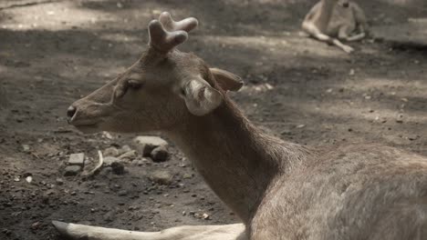 Rare-timor-deer-eating-food-on-ground