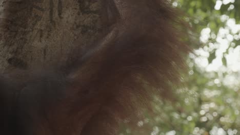 Close-up-detail-of-orangutan-hair-on-arm