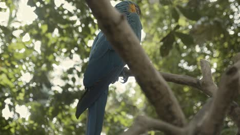 Atemberaubender-Blau-gelb-roter-Ara-Papagei-In-Asien
