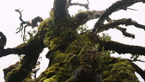 Moss-filled-tree-in-Fanal-forest-in-Madeira,-Portugal