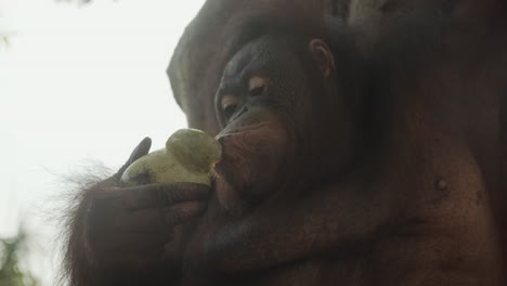 Orangután-Inteligente-Pelando-Fruta-Con-Sus-Labios-Y-Boca