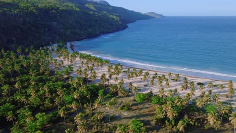 Cinematic-drone-shot-showing-palm-tree-Plantation-in-front-of-sandy-Rincon-Beach-and-Caribbean-Sea-in-background-at-sunset