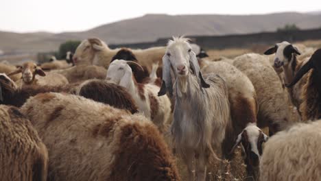 Shepherd-With-Flock-Of-Sheep