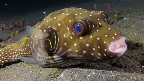 white-spotted-pufferfish-resting-on-sandy-seabed-during-night-in-indo-pacific