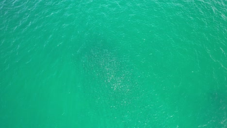 Swirling-Mass-of-Fish-in-Cabarita-Beach,-Tweed-Shire,-Bogangar,-Northern-Rivers,-New-South-Wales,-Australia-Aerial-Shot