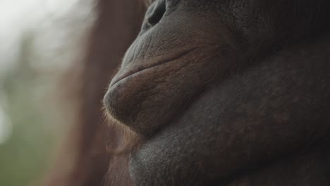 close-up-of-orangutan-face-and-mouth