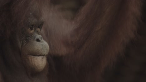 Orangután-Se-Balancea-A-Través-De-Las-Ramas-Superiores-En-El-Dosel,-En-El-Bosque