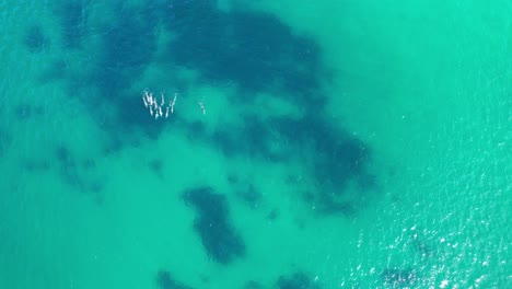 Vogelperspektive-Auf-Eine-Gruppe-Tümmler,-Die-Im-Türkisfarbenen-Wasser-Von-Cabarita-Beach,-Tweed-Shire,-Bogangar,-Northern-Rivers,-New-South-Wales,-Australien-Schwimmen