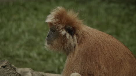 Orange-yellow-langur-monkey-sitting-on-ground-and-looking-around