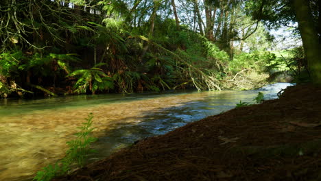 Wide-shot-of-the-river-in-a-forest-at-Blue-Spring-Putaruru,-New-Zealand