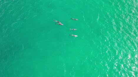 Floating-Bottlenose-Dolphins-in-Cabarita-Beach,-Tweed-Shire,-Bogangar,-Northern-Rivers,-New-South-Wales,-Australia-Aerial-Shot