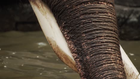 Close-up-of-elephant-in-waterhole,-using-trunk-and-long-tusks-to-play-in-water