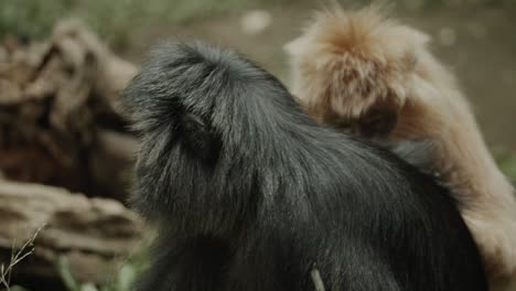 Small-black-and-yellow-langur-monkeys-cleaning-each-other,-picking-insects-from-fur