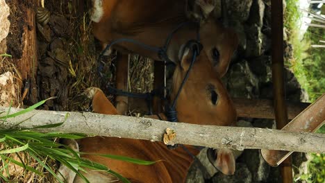 Vertical-Medium-static-shot-of-two-cows-laying-under-a-wooden-hut-next-to-a-stone-wall-with-a-small-chicken-in-a-tropical-climate