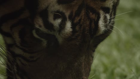 Close-up-slow-motion-of-tiger-eating-or-drinking-on-ground,-then-walks-away