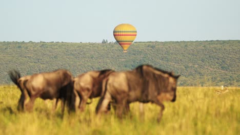 Cámara-Lenta-Del-Vuelo-En-Globo-Aerostático-De-Masai-Mara-En-África,-Volando-Sobre-La-Vida-Silvestre-Y-Los-Animales-De-Safari-Con-ñus-En-La-Sabana-Y-Las-Llanuras,-Una-Experiencia-De-Viaje-única-E-Increíble