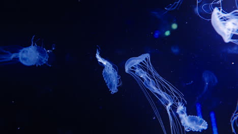 Slow-motion-shot-of-illuminant-blue-jellyfish-swimming-through-a-dark-tank