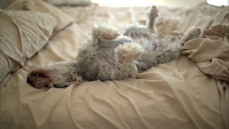 Cute-lazy-funny-grey-schnauzer-dog-pet-lying-on-its-back-belly-up-on-a-messy-bed-with-beige-sheets-sleeping-and-enjoying-the-breeze-entering-the-room