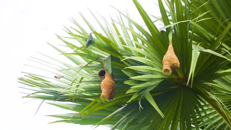 Weaver-bird-nests-hanging-from-palmyra-palm-leaves-gently-rocking-in-a-late-afternoon-breeze