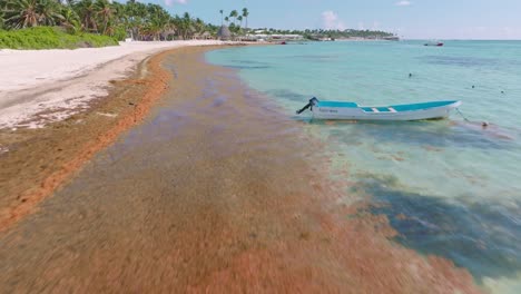 Brown-algae-washed-up-on-tropical-white-sand-beach-resort,-low-drone-forward