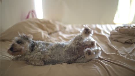 Nice-grey-schnauzer-dog-stretching-and-standing-up-on-a-messy-bed-and-shaking