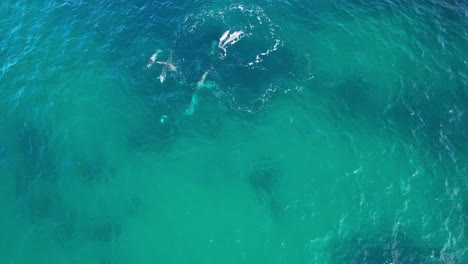 Pod-of-Playing-Bottlenose-Dolphins-in-Cabarita-Beach,-Tweed-Shire,-Bogangar,-Northern-Rivers,-New-South-Wales,-Australia-Aerial-Shot