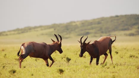 Topi-Kämpfen-Im-Kampf,-Tiere-Prallen-Mit-Geweihen-Und-Hörnern-Aufeinander,-Schlagen-Und-Stoßen-Krachende-Köpfe-Im-Territorialen-Verhalten-Von-Tieren,-Erstaunliches-Verhalten-In-Masai-Mara,-Kenia,-Afrika
