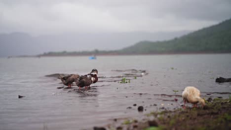 During-the-rainy-season-many-ducks-are-feeding-on-fishes-in-cool-clean-water,-many-ducks-on-the-banks-of-rivers-are-making-their-living-by-eating-small-insects