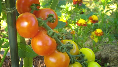 Primer-Plano-De-Tomates-Cherry-Maduros---Huerta,-Alimentos-Orgánicos