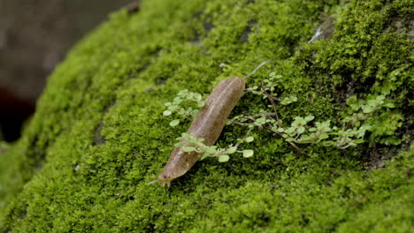 Snail-moving-on-Moss-Grassy-Rock