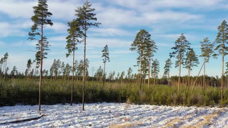 Pine-tree-plantation-in-winter,-young-growth-in-forestt
