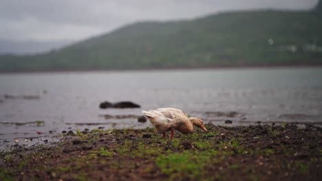 Front-view-of-a-white-and-brown-duck-eating-insects-on-the-river-bank,-a-beautiful-duck-enjoying-the-rainy-weather-of-the-monsoon-season