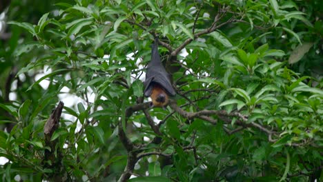 Video-of-wild-fox-bat-on-a-tree-in-a-botanical-garden-in-Victoria-on-Mahe-island-in-Seychelles