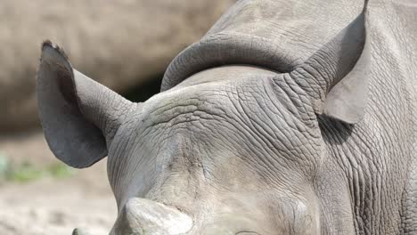 Orejas-De-Rinoceronte-Blanco-Y-Primer-Plano-De-Colmillo:-Peligro-De-Vida-Silvestre