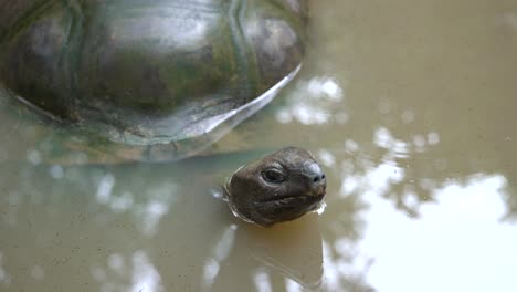 Video-Einer-Unglaublichen-Schildkröte-Im-Wasser-Aus-Einem-Botanischen-Garten-In-Victoria-Auf-Der-Insel-Mahé-Auf-Den-Seychellen