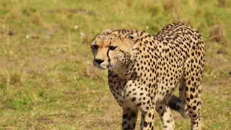 Toma-En-Cámara-Lenta-De-Un-Guepardo-Caminando-En-Un-Exuberante-Paisaje-De-Pastizales,-Fauna-Africana-En-La-Reserva-Nacional-De-Masai-Mara,-Kenia,-Animales-De-Safari-Africanos-En-La-Conservación-Del-Norte-De-Masai-Mara