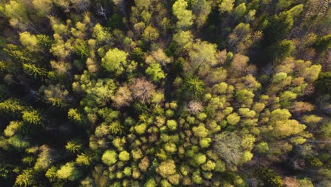 Hiiumaa-Island-Nature:-Aerial-Drone-Coming-Down-to-Thick-Forest