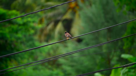 Close-up-of-a-bird-sitting-on-a-cable-in-the-wild