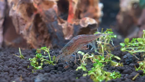 Detail-macro-shot-of-shrimp-Locking-for-food-on-rocky-ground-of-aquarium-water