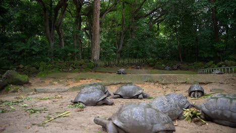 Video-De-Una-Tortuga-Increíble-De-Un-Jardín-Botánico-En-Victoria-En-La-Isla-De-Mahe-En-Seychelles