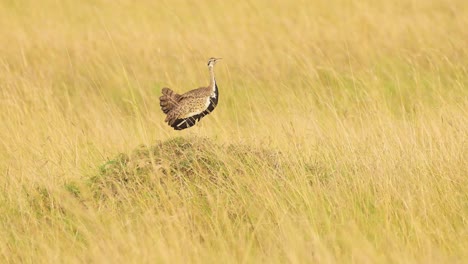 Black-Bellied-Bustard-Bird-in-Africa,-African-Birds-in-Long-Golden-Savanna-Grass-on-Wildlife-Safari-in-Masai-Mara,-Kenya,-Maasai-Mara-Birdlife-in-Tall-Savannah-Grasses
