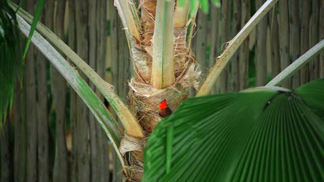 Nahaufnahme-Eines-Orangefarbenen-Vogels,-Der-Draußen-Auf-Einer-Palme-In-Der-Natur-Sitzt