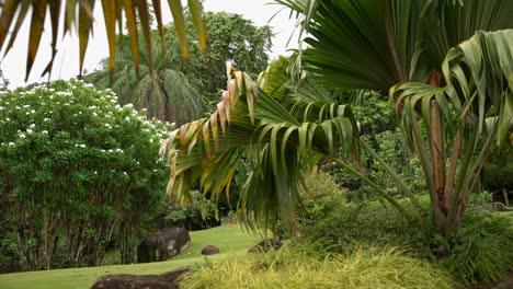 Video-Von-Unglaublichen-Pflanzen-Aus-Einem-Botanischen-Garten-In-Victoria-Auf-Der-Insel-Mahé-Auf-Den-Seychellen