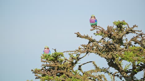 Lilac-Breasted-Roller-Bird-Perching-on-Bush-in-Africa,-African-Birds-Perching-on-Perch-on-a-Branch,-Branches-of-Bushes-on-Wildlife-Safari-in-Masai-Mara,-Kenya,-Maasai-Mara-Birdlife