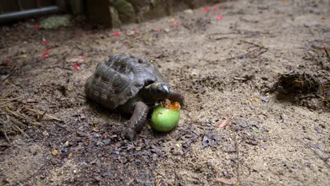 Video-Einer-Unglaublichen-Babyschildkröte-Aus-Einem-Botanischen-Garten-In-Victoria-Auf-Der-Insel-Mahé-Auf-Den-Seychellen