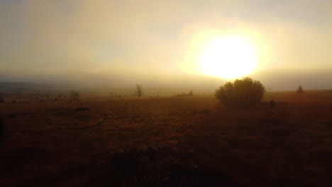 Ein-Filmischer-Vorstoß-Durch-Silhouetten-Von-Bäumen-Bei-Einem-Nebelverhangenen-Sonnenaufgang